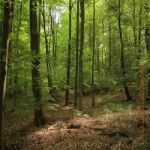 Kellerwald, Naturschutz, Umweltschutz, ländlicher Raum