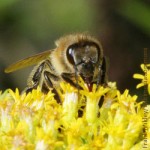 Honigbiene, Verbraucherschutz