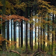 Wald5, Forstpolitik, Ländlicher Raum