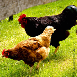 Huhn, Verbraucherschutz