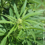 Cannabis_sativa