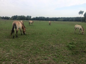 Sommertour 2015 - Besuch der Przewalski-Urwildpferden auf Campo Pond in Hanau