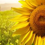 Sonnenblume, Landwirtschaft, Ländliches Wohnen