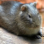 Nahaufnahme eines Wildmeerschweinchens sitzend auf einem Ast