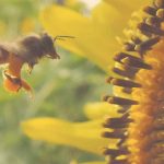 Thema: Umwelt- und Naturschutz